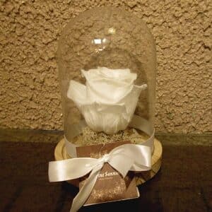 Blanc : cloche 14 x 20 avec rose lyophilisée.