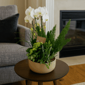 Victor - Assemblage de plantes avec phalaenopsis