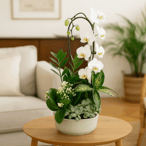 Vincent - Assemblage de plantes avec phalaenopsis