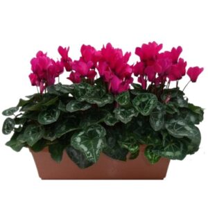 Toussaint - Jardiniere de cyclamens