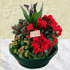 Fabien - Coupe de plantes à dominante rouge