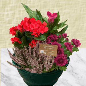 Fernand - Coupe de plantes rouge et parme