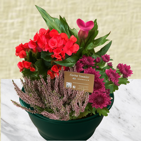 Fernand - Coupe de plantes rouge et parme