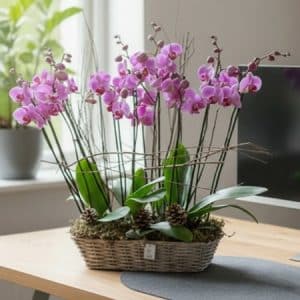 Phalaenopsis 6 branches (parme)