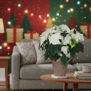 Noël - Poinsettia blanc