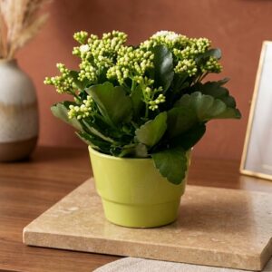 Vous cherchez une plante à la fois robuste, élégante et colorée : le kalenchoé est chez votre fleuriste de Boulogne sur Mer